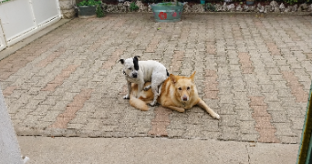 catherine pet sitter à EPINOUZE 26210_4
