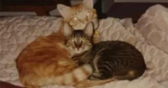 jacqueline cat sitter à BEDARIEUX 34600