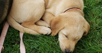 océane pet sitter à VINCEY 88450_3
