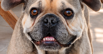 marine pet sitter à LAVEYRON 26240_0