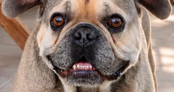 marine pet sitter à LAVEYRON 26240
