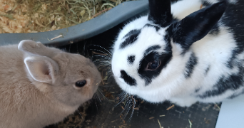 morgane pet sitter à SAUSHEIM 68390_6