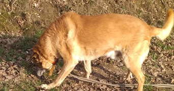 nathalie pet sitter à LE BOULLAY THIERRY 28210_2