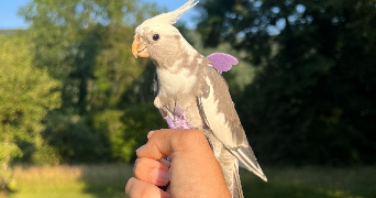 imane pet sitter à ANNECY 74600_1