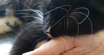 léonie pet sitter à SENLIS 60300_6