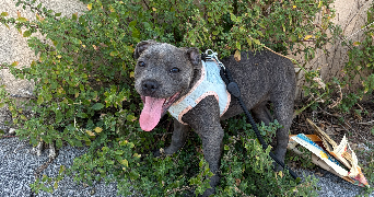 celine pet sitter à FRONTIGNAN 34110_2
