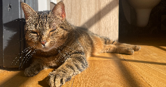 solene pet sitter à GIROUSSENS 81500_1