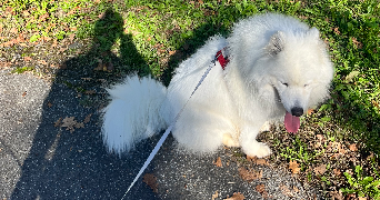 luna pet sitter à AUSSEVIELLE 64230_2