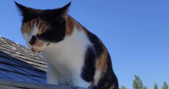 mareva pet sitter à CLAMART 92140_10