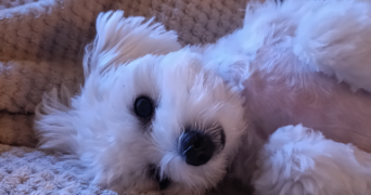 magali pet sitter à VAL DE VIRVEE 33240_3