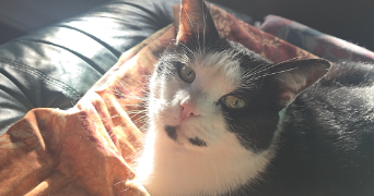 fiona pet sitter à CHAMPAGNY EN VANOISE 73350_2