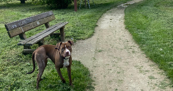 lorentzia pet sitter à EVRY COURCOURONNES 91000_8