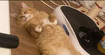 imen pet sitter à Saint ouen 93400_2