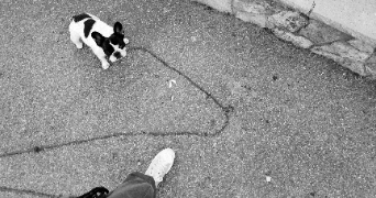 marine pet sitter à Nice 06000_2