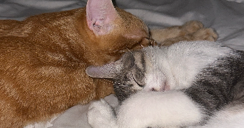 cindy pet sitter à MARIGNANE 13700_3