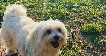 laura pet sitter à RONCHIN 59790_3