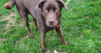 marine pet sitter à VARS 16330_2