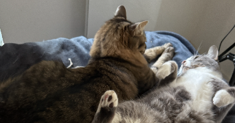 mathilde pet sitter à MARSEILLE 06 13006_2