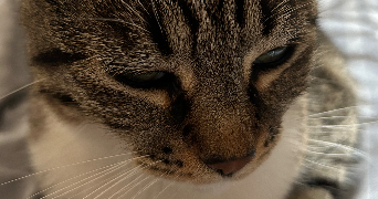 mathilde pet sitter à DUNKERQUE 59430_1