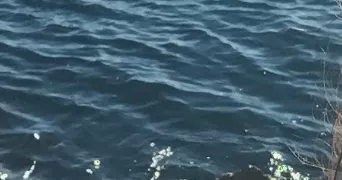 annabelle pet sitter à MARSEILLE 05 13005