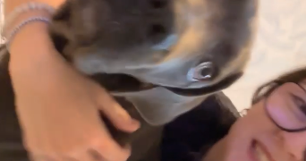 maryne pet sitter à LAMBESC 13410_0