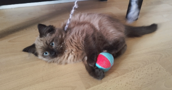 céline  pet sitter à LAMPERTHEIM 67450_7