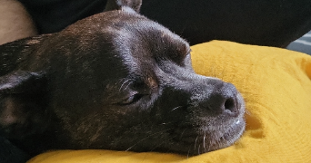 leana pet sitter à Mayenne 53100_1