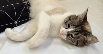 malory pet sitter à MERIEL 95630_1
