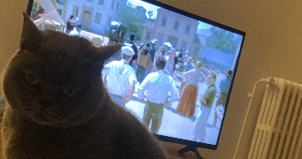 enzo pet sitter à CIBOURE 64500_2