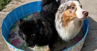 capucine pet sitter à CHARMAUVILLERS 25470_2