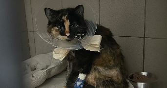 mayline pet sitter à BOUVESSE QUIRIEU 38390_2