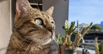 boustad pet sitter à ECHIROLLES 38130