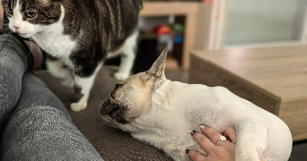 lisa pet sitter à Camblanes et Meynac 33360_5