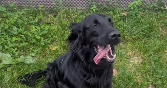 baptiste pet sitter à WILLEMS 59780_2
