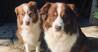 alexandra pet sitter à LA ROCHETTE 77000_3