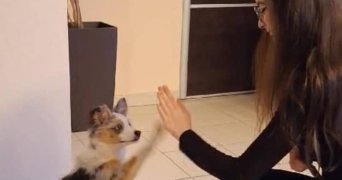 alicia pet sitter à LIMOGES 87000_5