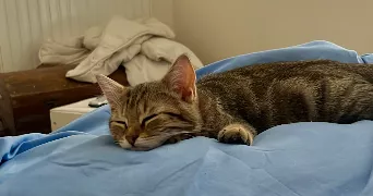 vandamme pet sitter à LE NEUBOURG 27110