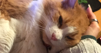 hermine pet sitter à BRON 69500_2