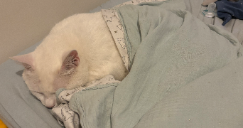 alizée pet sitter à LEOGEATS 33210_0