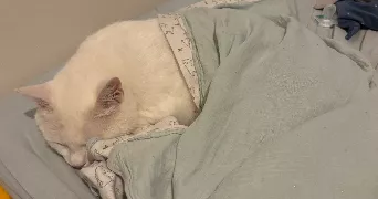 alizée pet sitter à LEOGEATS 33210