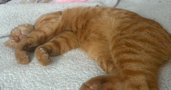 louanne pet sitter à RENNES 35000_1