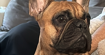 hallidays pet sitter à BELLEVILLE SUR LOIRE 18240_8