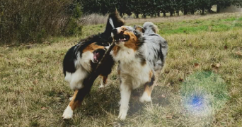 maeva pet sitter à LA BASTIDONNE 84120_0