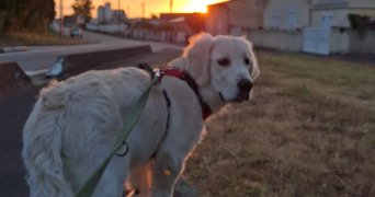 louna pet sitter à BASSENS 33530_2