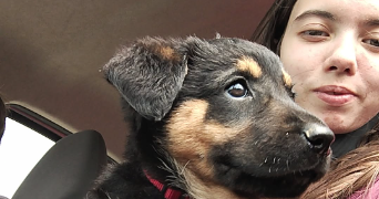 ophelie pet sitter à MEULAN EN YVELINES 78250_0
