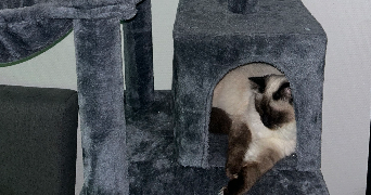 alicia pet sitter à ST MARTIN D HERES 38400_8
