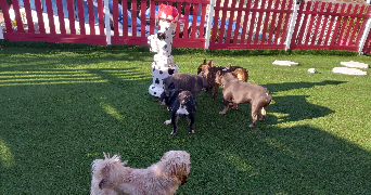 maud dog sitter à LABALME 01450_7