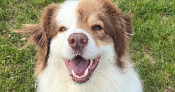 zoé pet sitter à COLOGNE 32430_2