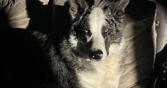 clara pet sitter à Saint-Arcons d'Allier 43300_0
