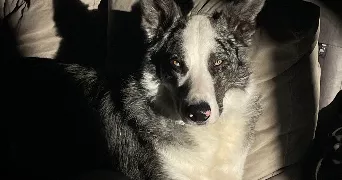clara pet sitter à Saint-Arcons d'Allier 43300